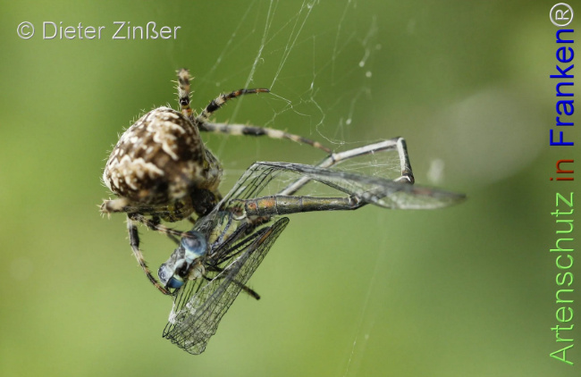 Bild zum Eintrag (1130712-160)