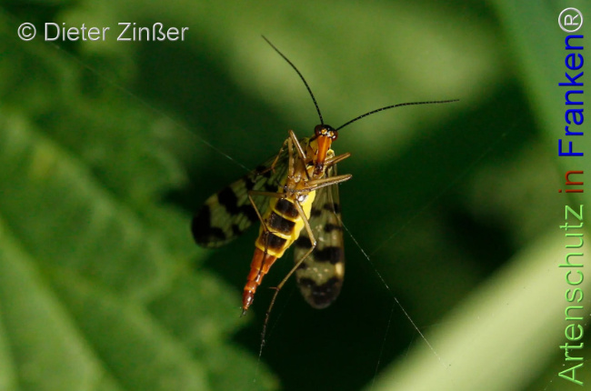 Bild zum Eintrag (1130714-160)