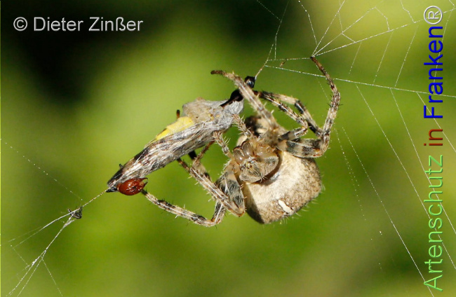 Bild zum Eintrag (1130717-160)