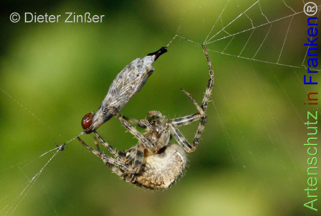 Bild zum Eintrag (1130719-160)
