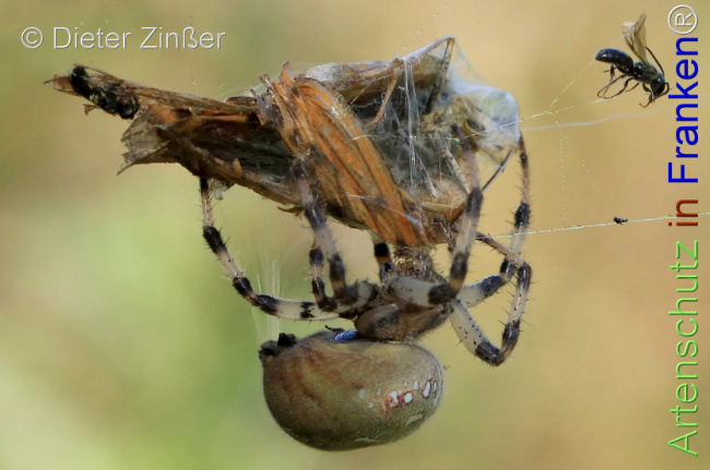 Bild zum Eintrag (1130728-160)
