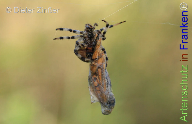 Bild zum Eintrag (1130731-160)