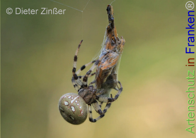 Bild zum Eintrag (1130732-160)