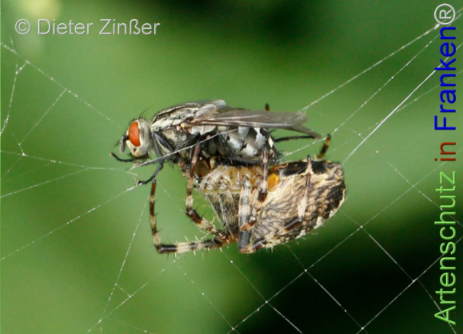 Bild zum Eintrag (1130735-160)