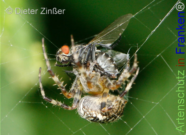 Bild zum Eintrag (1130736-160)