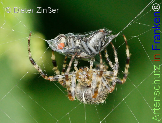 Bild zum Eintrag (1130737-160)