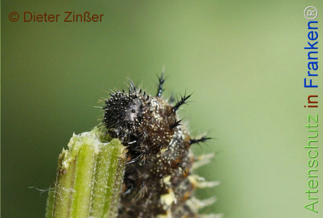 Bild zum Eintrag (1130762-160)