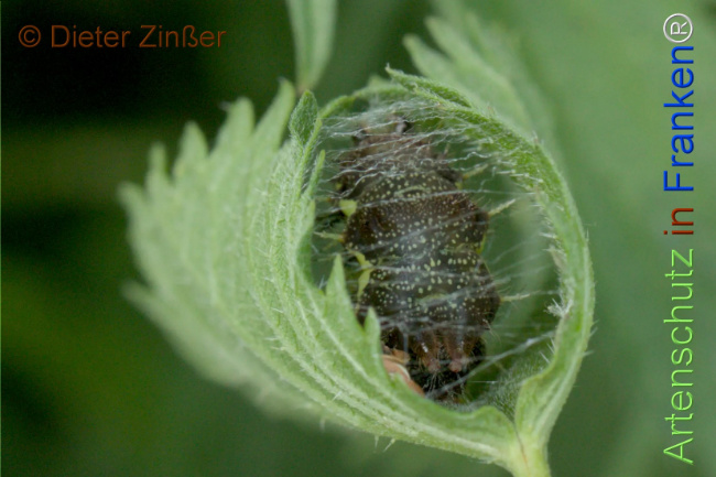 Bild zum Eintrag (1130765-160)