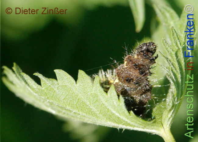 Bild zum Eintrag (1130766-160)