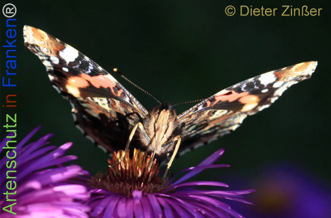 Bild zum Eintrag (1130772-160)