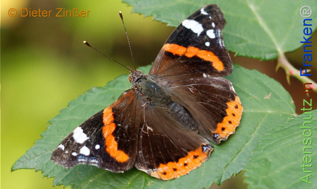 Bild zum Eintrag (1130773-160)