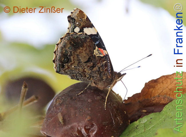 Bild zum Eintrag (1130774-160)