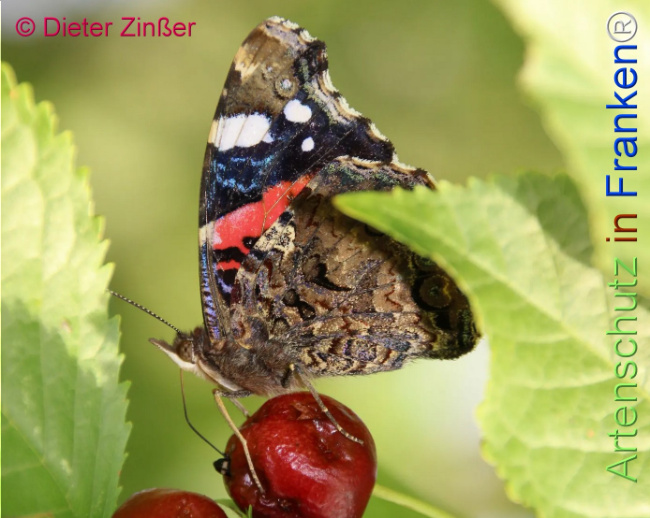 Bild zum Eintrag (1130775-160)