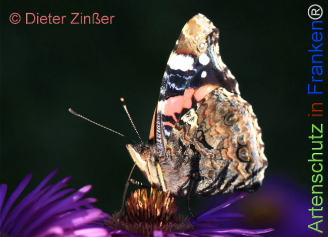 Bild zum Eintrag (1130782-160)