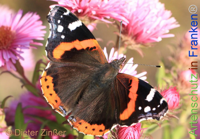 Bild zum Eintrag (1130784-160)