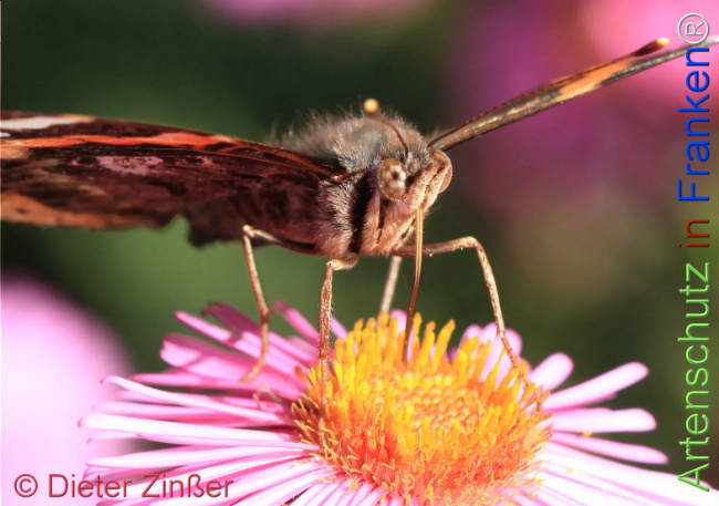 Bild zum Eintrag (1130786-160)