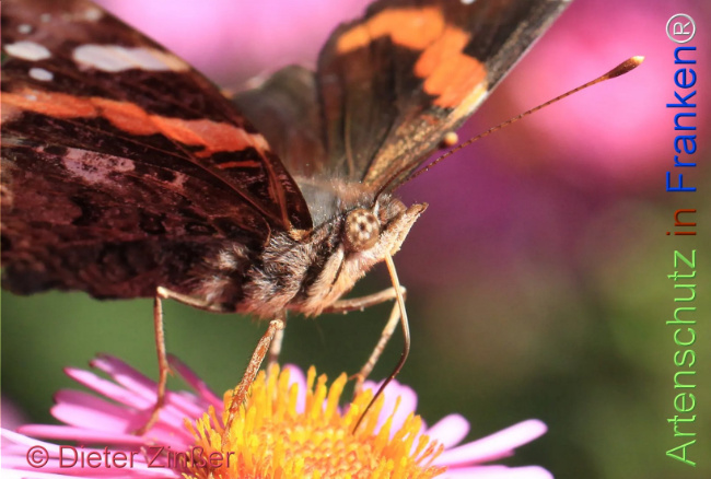 Bild zum Eintrag (1130788-160)