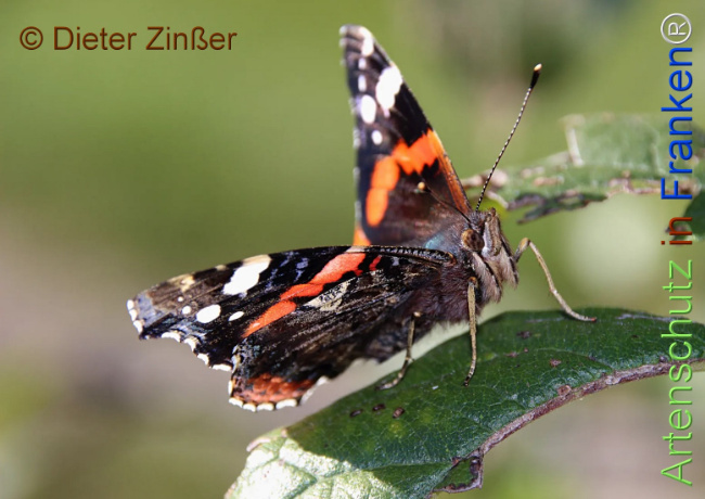 Bild zum Eintrag (1130796-160)