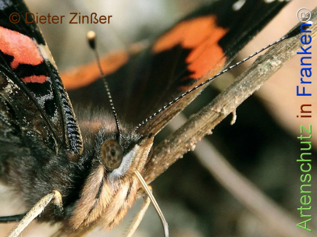 Bild zum Eintrag (1130797-160)