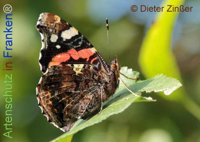 Bild zum Eintrag (1130798-160)