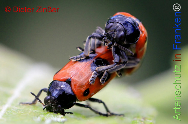 Bild zum Eintrag (1130823-160)