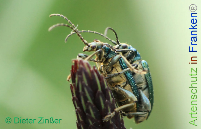 Bild zum Eintrag (1130832-160)