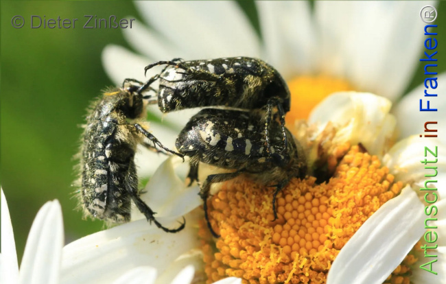 Bild zum Eintrag (1130834-160)