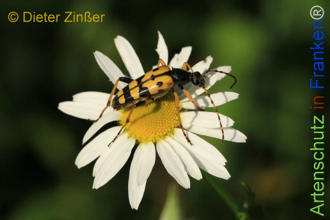 Bild zum Eintrag (1130838-160)