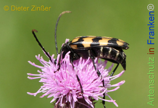 Bild zum Eintrag (1130843-160)