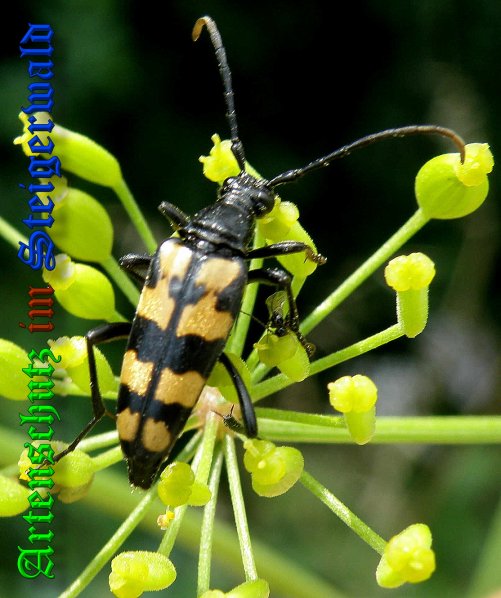 Bild zum Eintrag (1130844-160)