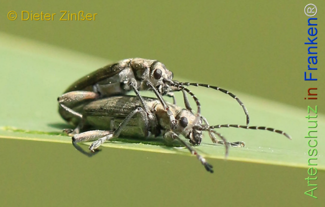 Bild zum Eintrag (1130848-160)