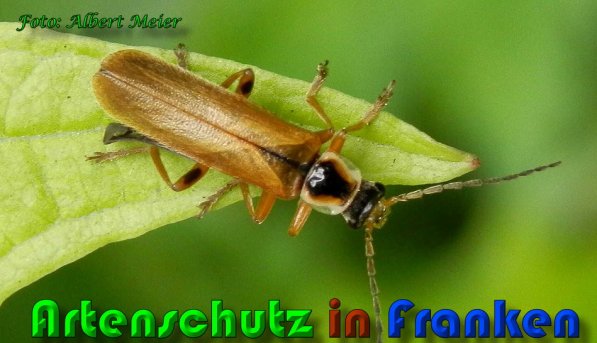 Bild zum Eintrag (1130849-160)