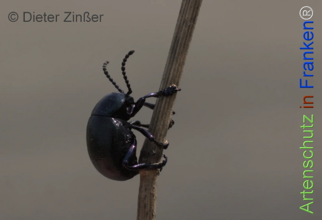 Bild zum Eintrag (1130854-160)