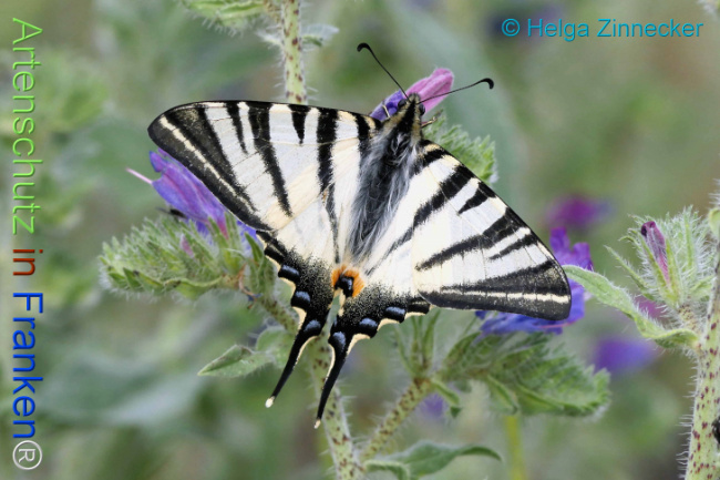 Bild zum Eintrag (1130967-160)