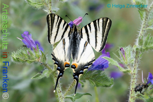 Bild zum Eintrag (1130968-160)