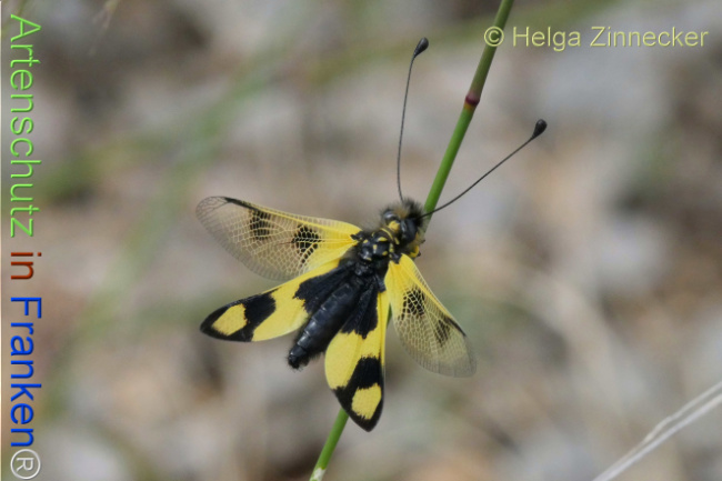 Bild zum Eintrag (1130987-160)