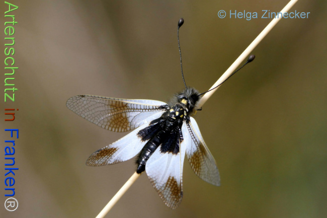 Bild zum Eintrag (1130994-160)