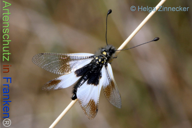 Bild zum Eintrag (1130995-160)