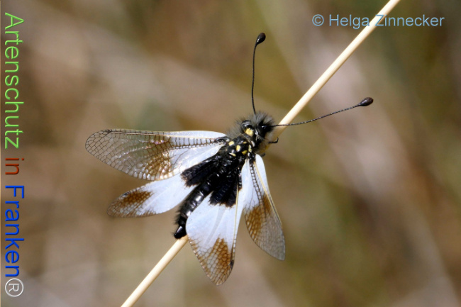 Bild zum Eintrag (1130996-160)