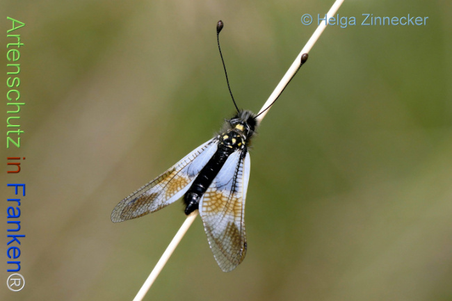 Bild zum Eintrag (1130997-160)