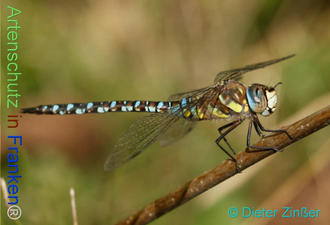 Bild zum Eintrag (1131082-160)