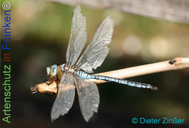 Bild zum Eintrag (1131083-160)