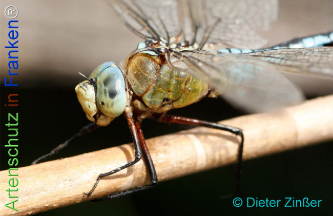 Bild zum Eintrag (1131087-160)