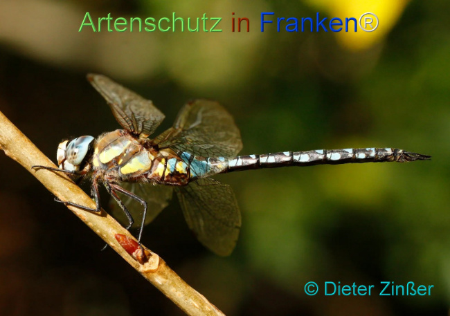 Bild zum Eintrag (1131088-160)