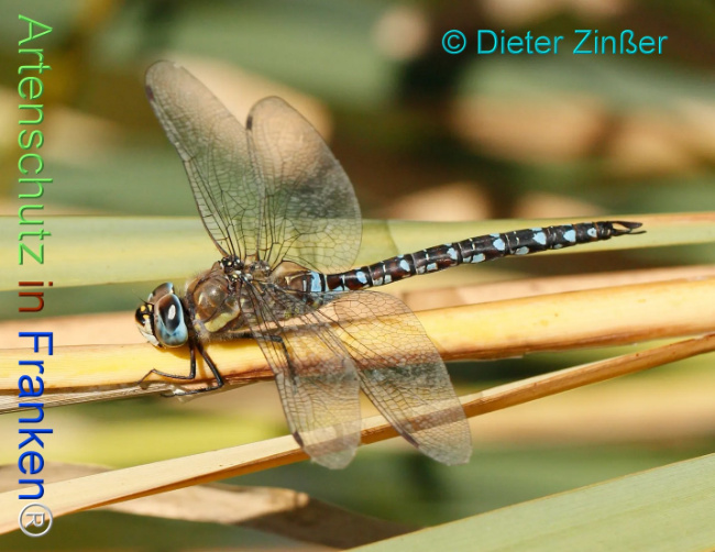 Bild zum Eintrag (1131089-160)