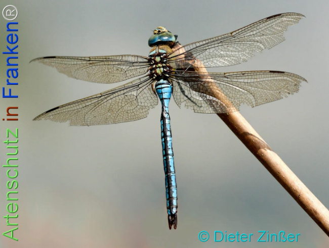 Bild zum Eintrag (1131090-160)