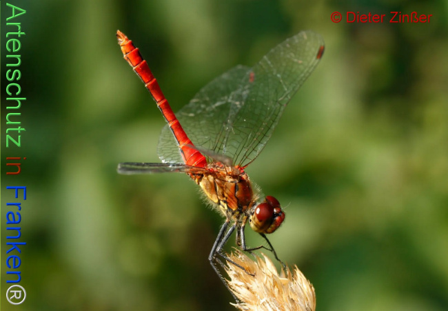 Bild zum Eintrag (1131141-160)