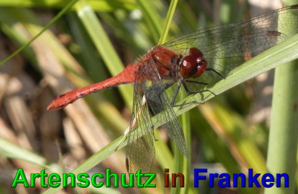 Bild zum Eintrag (1131143-160)