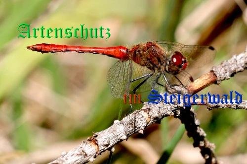 Bild zum Eintrag (1131144-160)