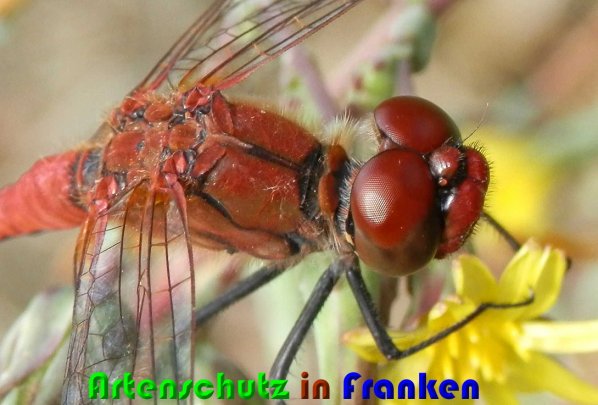 Bild zum Eintrag (1131147-160)